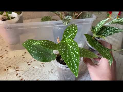 Видео: Излишки комнатных растений. Комнатные цветы почтой