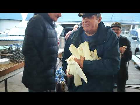 Видео: 2.11.2025г ст.Бронницы ч.2