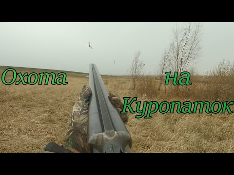 Видео: Охота на куропаток