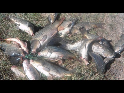 Видео: ловля карпа на реке Сал в Ростовской области(вопросы на моём дзен канале.ссылка в описании канала)