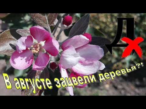 Видео: Почему в августе зацвели деревья в саду (яблони, груши и др.)? Что делать?