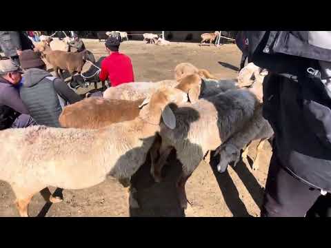 Видео: КОЙ БАЗАР/ КАРАКОЛ МАЛ БАЗАР/ 5-ОКТЯБРЬ