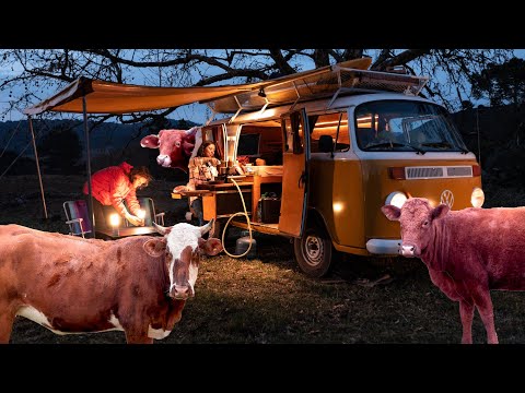 Видео: Коровы напали на наш кемпинг — жизнь в фургоне в горах