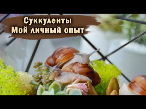 Видео: СУККУЛЕНТЫ | ВСЕ ЧТО НУЖНО ЗНАТЬ НОВИЧКАМ | ПЕРЕСАДКА, ПОЛИВ, ОСВЕЩЕНИЕ