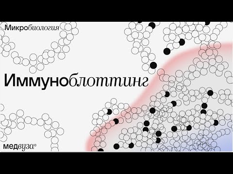 Видео: Иммуноблоттинг: компоненты и механизм метода | Микробиология