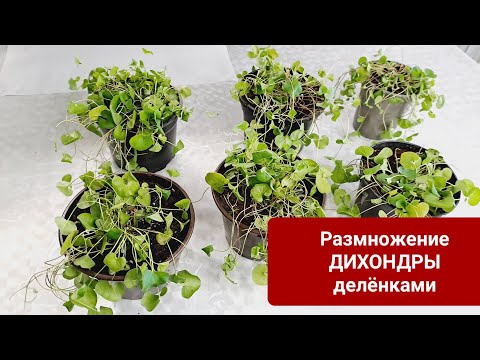 Видео: ДЕЛЮ МАТОЧНОЕ РАСТЕНИЕ ДИХОНДРЫ НА ДЕЛЁНКИ. ТАКИМ ОБРАЗОМ РАЗМНОЖАЮ РАСТЕНИЕ НА НЕСКОЛЬКО ЧАСТЕЙ.