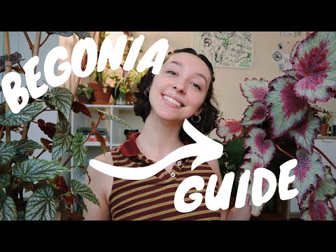 Видео: УХОД ЗА БЕГОНИЕЙ | бегонии рекс и тростниковые, как размножать и все остальное, что вам НУЖНО знать!