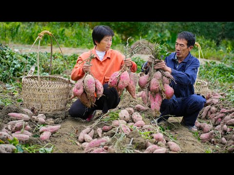 Видео: Выкопайте сладкий картофель, чтобы приготовить два сладких и вкусных пирога из сладкого картофеля.