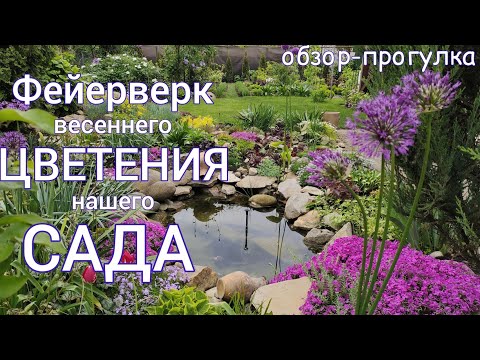 Видео: Весеннее МОРЕ КРАСОТЫ . Цветение ПОЧВОПОКРОВНЫХ , древовидного ПИОНА . Обзор - прогулка по САДУ