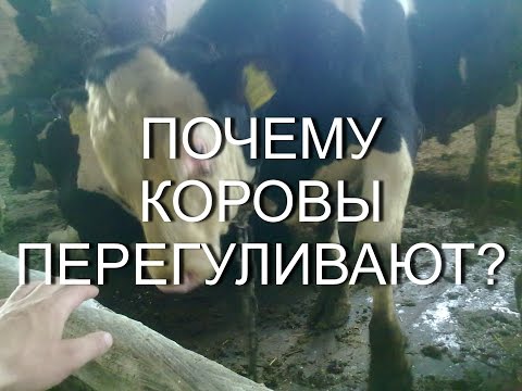 Видео: ПОЧЕМУ КОРОВА ПЕРЕГУЛИВАЕТ? Ответ на вопрос.