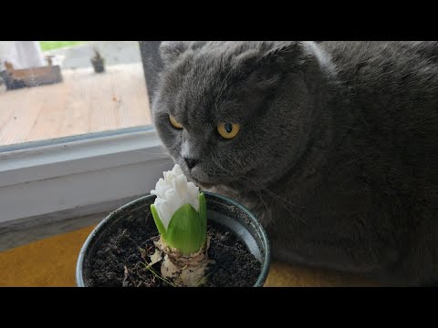 Видео: А цветок то в чём виноват? / Смешные животные / Британский кот