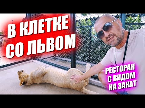 Видео: В клетке со львом! Ресторан с видом на закат. Как дела на пляже?