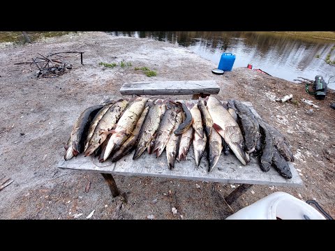 Видео: Нашёл заводь а там полно щук. рыбалка на р. Етыпур.