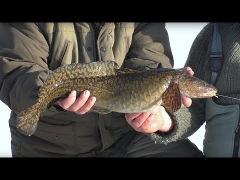 Видео: Окунь в глухозимье. Часть 1