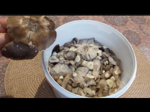 Видео: Найсмачніша рядовка - сіра штрихувата. ЯК РОЗПІЗНАТИ ТА ПОСОЛИТИ. (Tricholoma portentosum)