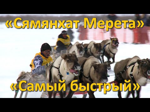 Видео: «Сямянхат Мерета» «Самый быстрый» 2019 состязания оленеводов гонки на оленях