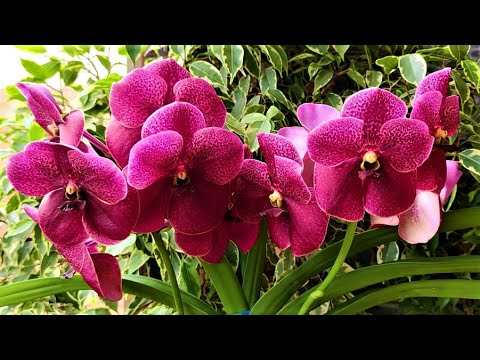 Видео: РЕКОРД! 100% РЕЗУЛЬТАТ ЦВЕТЕНИЯ МОИХ ВАНД! ТАКОГО ВЫ ТОЧНО НЕ ВИДЕЛИ! КРАСИВЕЕ НЕ БЫВАЕТ ЦВЕТУТ ВСЕ!