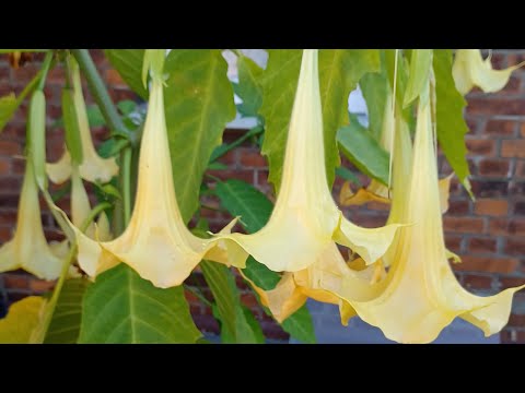 Видео: Черенкую  бругмансию . Trompetenblume.