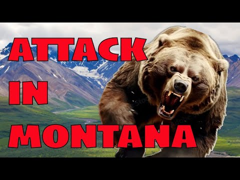 Видео: Новые нападения гризли в Монтане и Канаде | Охотники спасаются с помощью огнестрельного оружия!