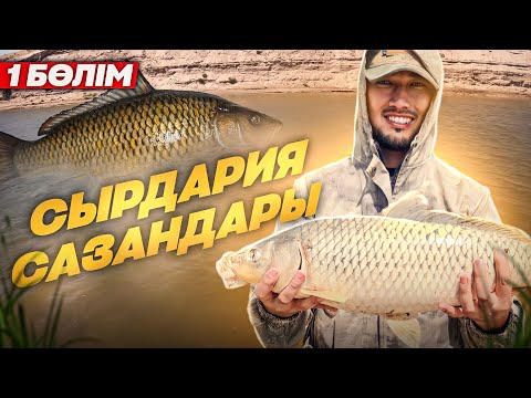 Видео: СЫРДАРИЯ САЗАНДАРЫ. СЫРДАРИЯ ӨЗЕНІНДЕ БАЛЫҚ АУЛАУ. ( 1-ШІ БӨЛІМ ) Огромные сазаны. Carp fishing.