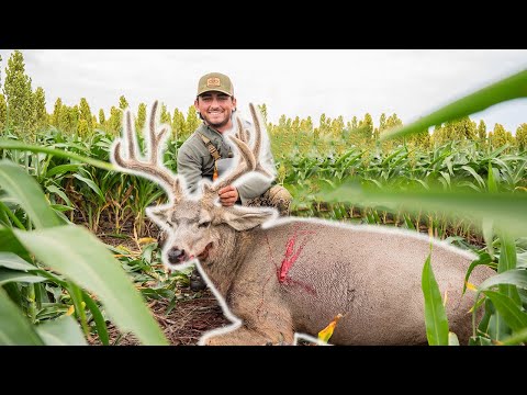 Видео: МОЙ ПЕРВЫЙ БАРХАТНЫЙ МУЛ ДИР С V3X