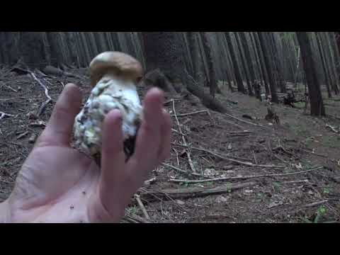 Видео: г. Говерла 2061м. У лісі дуже сухо, але БІЛИХ ПОВНО!!! Грибалка.