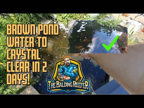 Видео: Вода в пруду Brown Pond станет кристально чистой всего за 2 дня!
