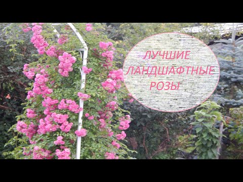 Видео: 🌹Не забудьте посадить этих красавиц в сад! Utigord Falls,Guirlande Rose,Wartburg,Super Excelsa и др.