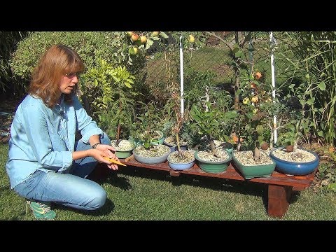 Видео: Выбор места для бонсай.