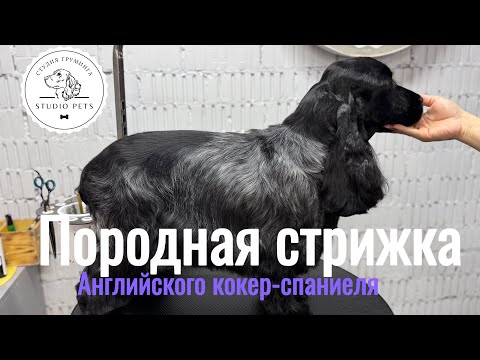 Видео: ПОРОДНАЯ СТРИЖКА АНГЛИЙСКОГО КОКЕР-СПАНИЕЛЯ/ ГРУМИНГ СПАНИЕЛЯ/ МАСТЕР-КЛАСС