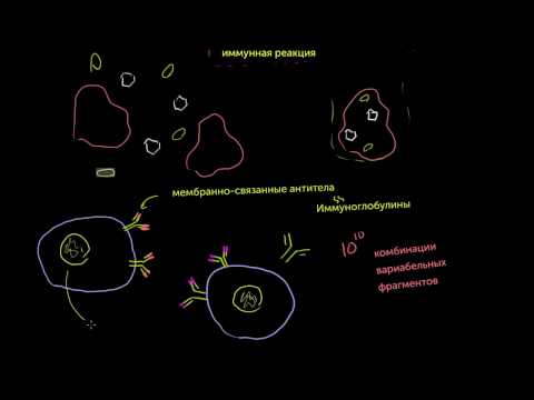 Видео: B-лимфоциты (B-клетки)