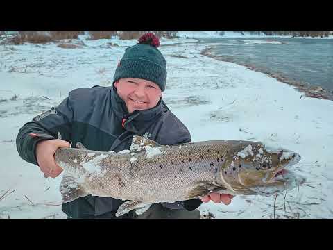 Видео: Река Salaca 5 марта   Бобриные норы! Таймень атакует! 6 лососевых за одну рыбалку.