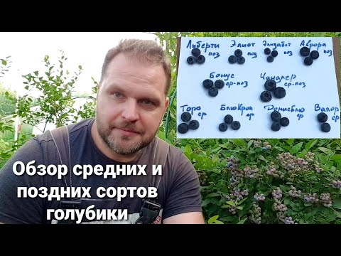 Видео: Обзор средних и поздних сортов голубики на конец августа. Часть 2