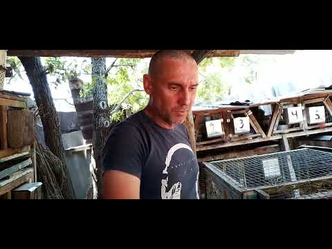 Видео: Дозированое кормление кроликов.