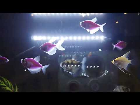 Видео: Это китайский ресторан в городе Алматы#обзор# Dariya Girl 🌸