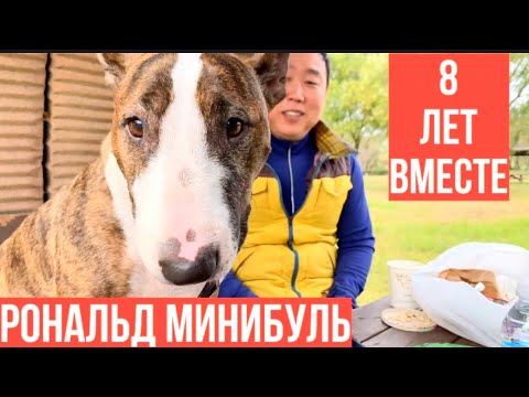 Видео: 🐶 «Рональд минибультерьер , лучший друг, 8 лет вместе, в Корее спасает от одиночества!