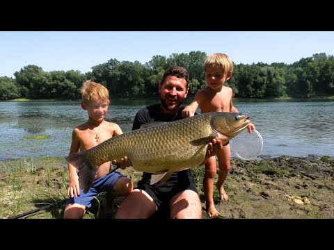 Видео: Лучший МОНТАЖ для ловли речного КАРПА и АМУРА ! открытие нового сезона НА РЕКЕ ДНЕСТР ПЕРВАЯ РЫБАЛКА