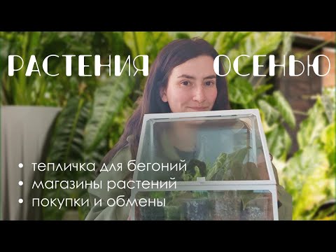 Видео: Мои растения осенью: магазины растений, тепличка для бегоний, новый грунт и растения.