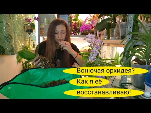 Видео: Чёрная гниль на орхидее? Секреты успешной реанимации!"