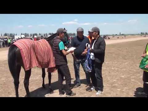 Видео: ТАЙ ЧАБЫШ. Орозо айт"Ат адамдын канаты"жамаатынын кубогу.15-май 2021-жыл.