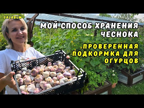 Видео: Мой секретный способ хранения чеснока работает всегда / Проверенная подкормка для огурцов и чеснока.
