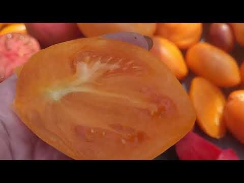 Видео: Обзор томатов моей селекции в разрезе.28.07.2025г.