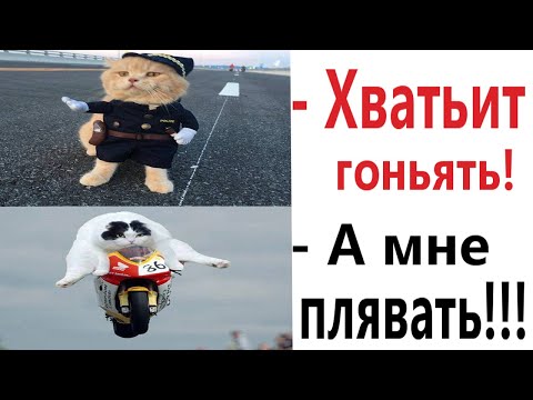 Видео: Лютые приколы. КОТ ПРОТИВ БАЙКЕРОВ!!! Тест на психику! Засмеялся проиграл! – Domi Show!