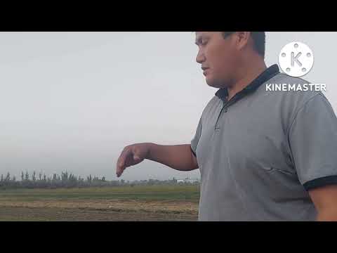 Видео: биогумус А.чоми гандум коридем