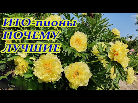 Видео: ИТО-пионы.В чем отличие.Уход,полив,обрезка,уход после обрезки.ИТО-пион Bartzella-солнышко в цветнике