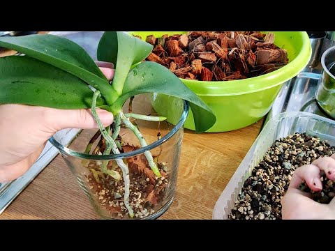 Видео: Орхидея ЦЕЛЫЙ ГОД ждала ПЕРЕСАДКИ и росла НАД ГРУНТОМ. Кокос и ЛЕЧУЗА в стеклянном КАШПО