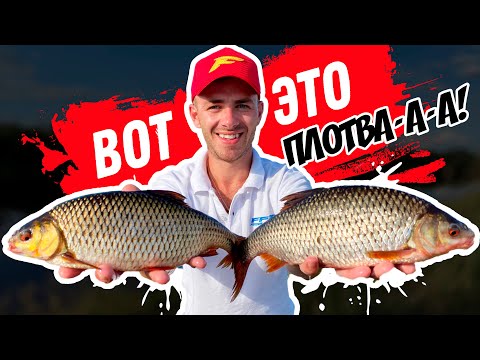 Видео: Рыбалка на Березине 🎣! Мега ПЛОТВА и красавицы красноперки! Рыбалка на фидер. Фидер на реке 🎬 Лещ ?