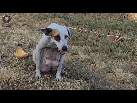 Видео: Никто не замечал её страданий, пока ветеринар не расплакался и не раскрыл правду о её щенках.