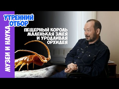 Видео: Пещерный король, самая маленькая змея, уродливая орхидея и немного о каркаде. Игорь Фадеев