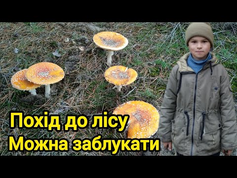 Видео: Похід до лісу 